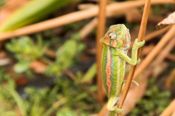 A camouflaged Cape Dwarf chameleon (Bradypodion pumilum) climbing onto a branch. They are only found in the Western Cape in South Africa.