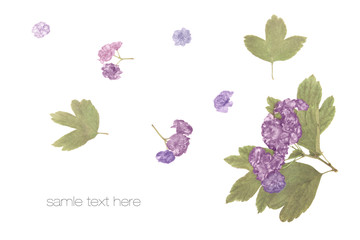 Spring pressed violet flowers