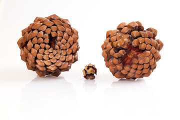 Pine cones for decoration and useful fuel in winter