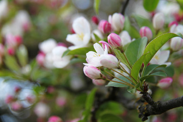 Obraz premium Apfelblüten Nahaufnahme