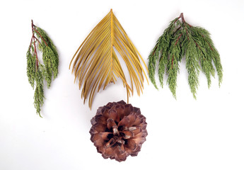 Pine cones for decoration and useful fuel in winter