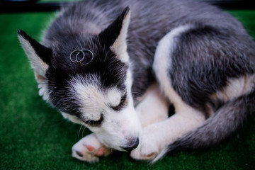 Golden wedding rings lie on the head of a puppy husky