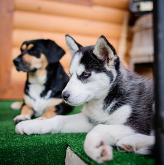 Charming fluffy husky puppy looks like a little wolf