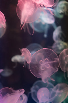 close-up of jellyfish in water
