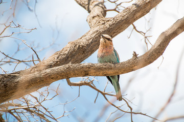 Juvinile Lilac Breasted Roller sitting in tree shot at upward angle with branches around