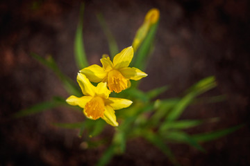 Blooming daffodils against dark background Daffodil blossoms and buds Narcissus pseudonarcissus Yellow spring flowers Flower bed with jonquils Happy Easter
