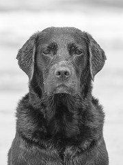 Labrador