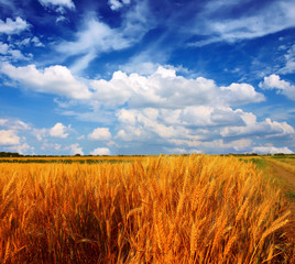 Wheat field against a sky