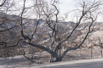 Burned landscape along Highway 150 near Lake Casitas. Aftermath of Thomas Fire.