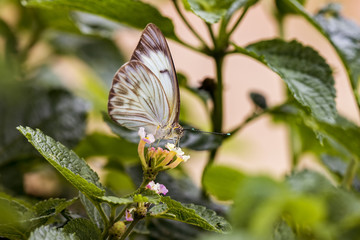 White and brown butterfly on flower