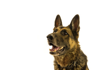 Schäferhund freigestellt