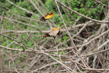nature