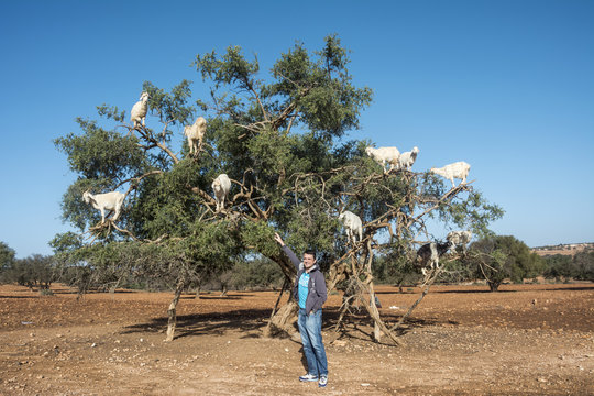 Junger Mann füttert Ziege am Arganbaum