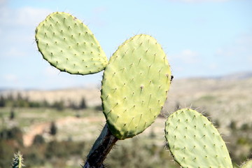 cactus