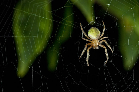 Orb Weaver Spider
