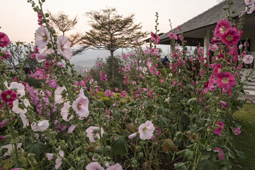 Hollyhocks pink flowers at sunset Thailand