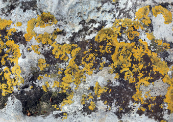 Pxere, a kind of stone moss