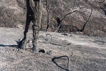 Burned landscape along Highway 150 near Lake Casitas. Aftermath of Thomas Fire.