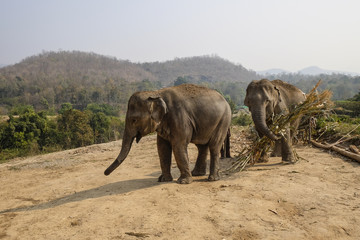 Elephants at Elephant Sanctuary near Chiang Mai Thailand