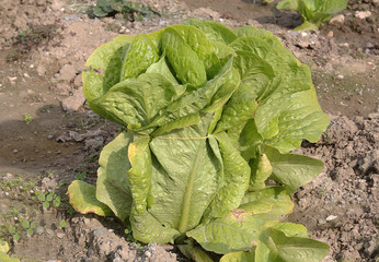 Fresh organic lettuces look very healthy