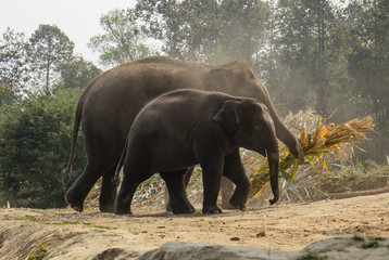 Obraz premium Mother and baby elephant at Elephant Sanctuary near Chiang Mai Thailand