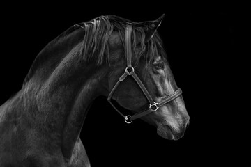 Portrait of a horse on a black background in Black and white