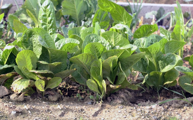 Fresh organic lettuces look very healthy