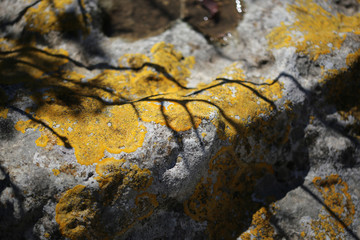 Pxere, a kind of stone moss