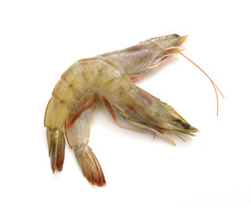 Shrimp on white background