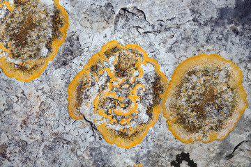 Pxere, a kind of stone moss