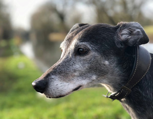 Lurcher Portrait