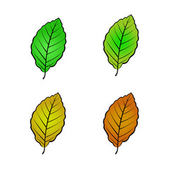 Obraz premium color variations vector illustration of beech leaf