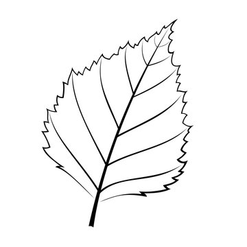 black and white vector illustration of a birch leaf