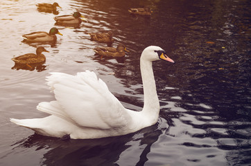 White swan and wild ducks swimming in the lake, toned
