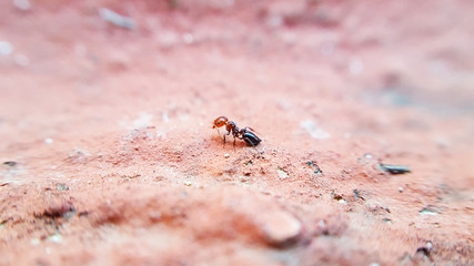 Ant