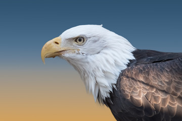 Bald Eagle Closeup