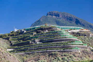 Fototapeta na wymiar La Palma - Bananen Plantage in Tazacorte