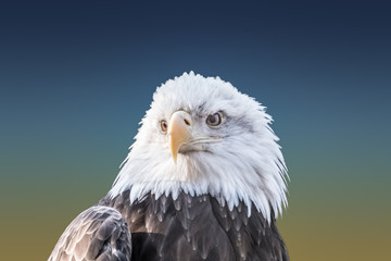 Bald Eagle Closeup
