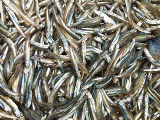 Sardines