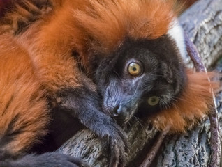 Red ruffed lemur closeup