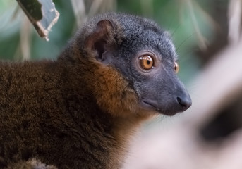 red-collared lemur closeup