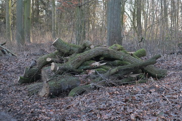 Pellens-Park im Winter