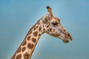 Rothschild's and reticulated giraffes