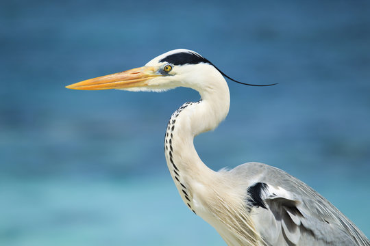 Grey Heron Maldives