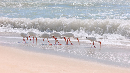 Ibises (Eudocimus albus) on beach of Sanibel Island, Florida, USA