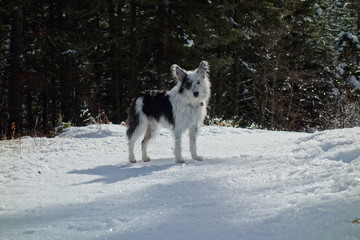 Naklejka premium Puppy Dog Lifestyles