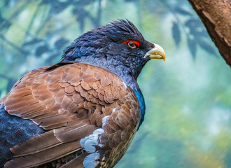 Western capercaillie cock (Tetrao urogallus), also known as the wood grouse, heather cock, or just capercaillie. The largest member of the grouse family found across Eurasia