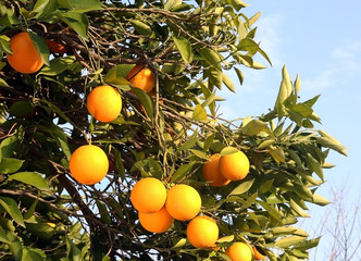 Fresh organic oranges from Mediterranean region