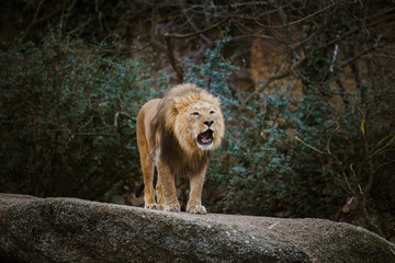Naklejka premium One adult male lion expresses aggression, growls showing teeth on a stone in winter in cloudy weather