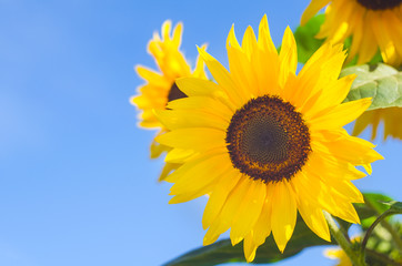 Naklejka premium Sunflower against the blue sky